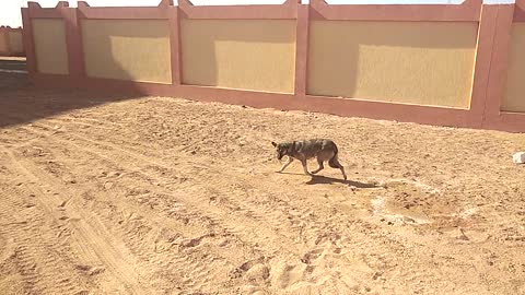 Funny dog in Egypt