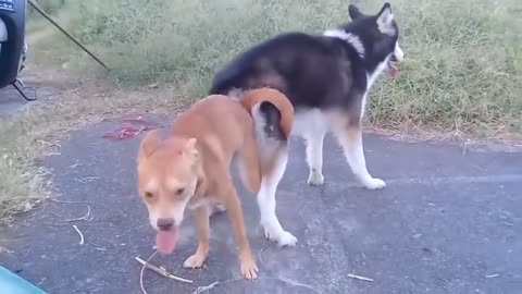 Street Dog breeding In Field. Animal breeding Season