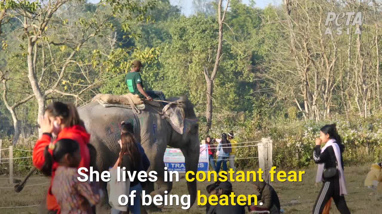 Elephants Beaten And Jabbed With Hooks At Sick Festival