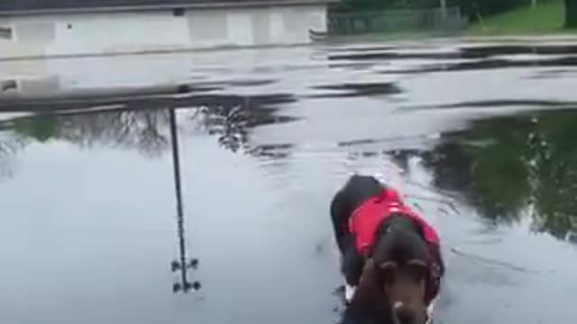 cachorro orelhudo andando na rua molhada