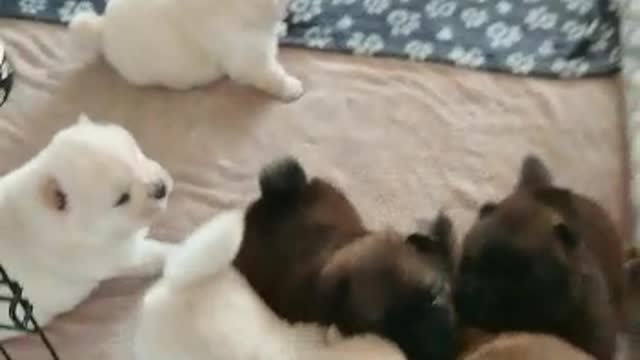 Litter of happy puppies squeal in excitement