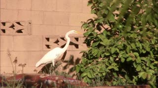 The Stork Eats Lizards!