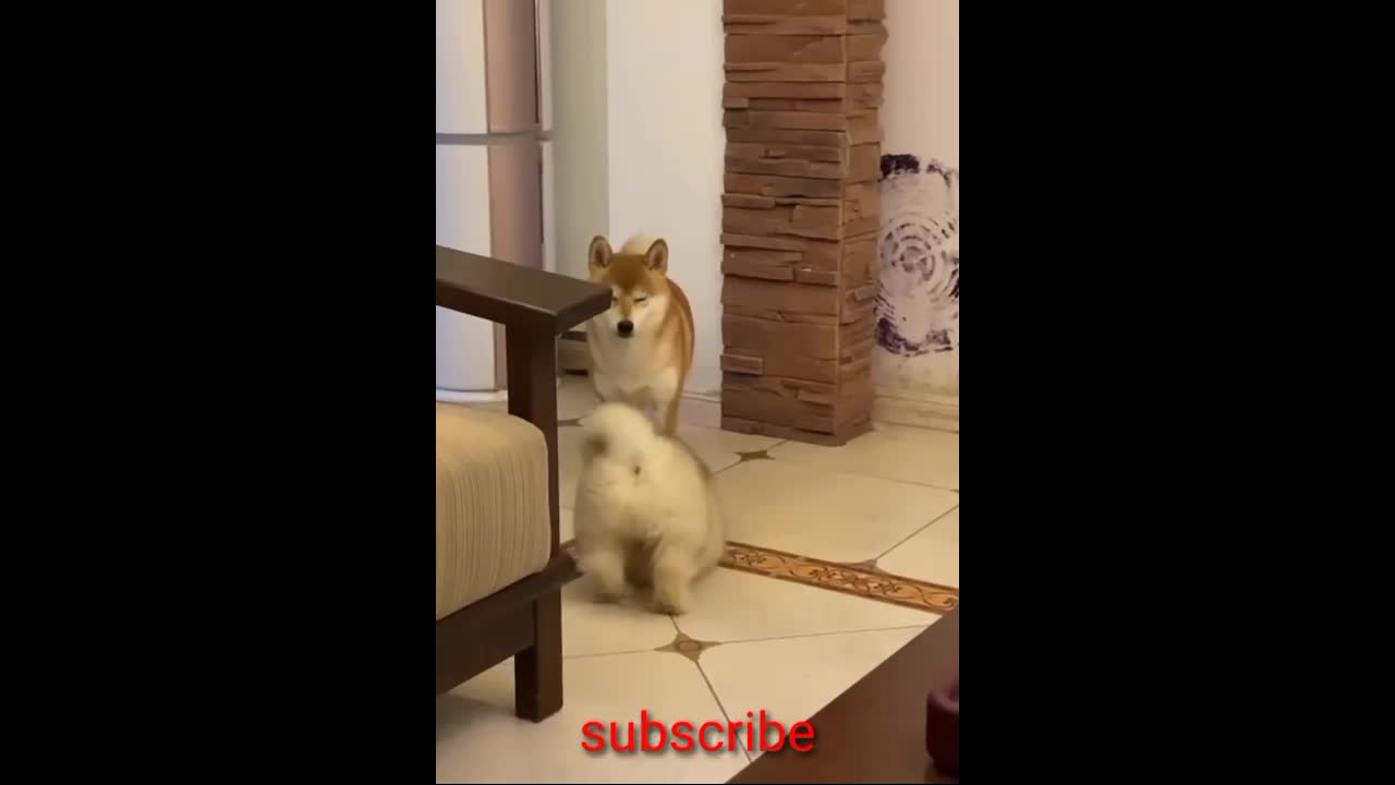Funny cat cute cat 🐈