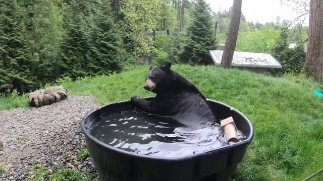 Black Bear Takes A Splashy Bath