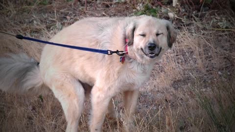 Hilarious Dog Smile