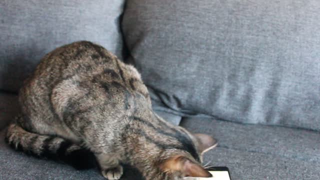 Gato jugador fascinado con una aplicación de smartphone para mascotas