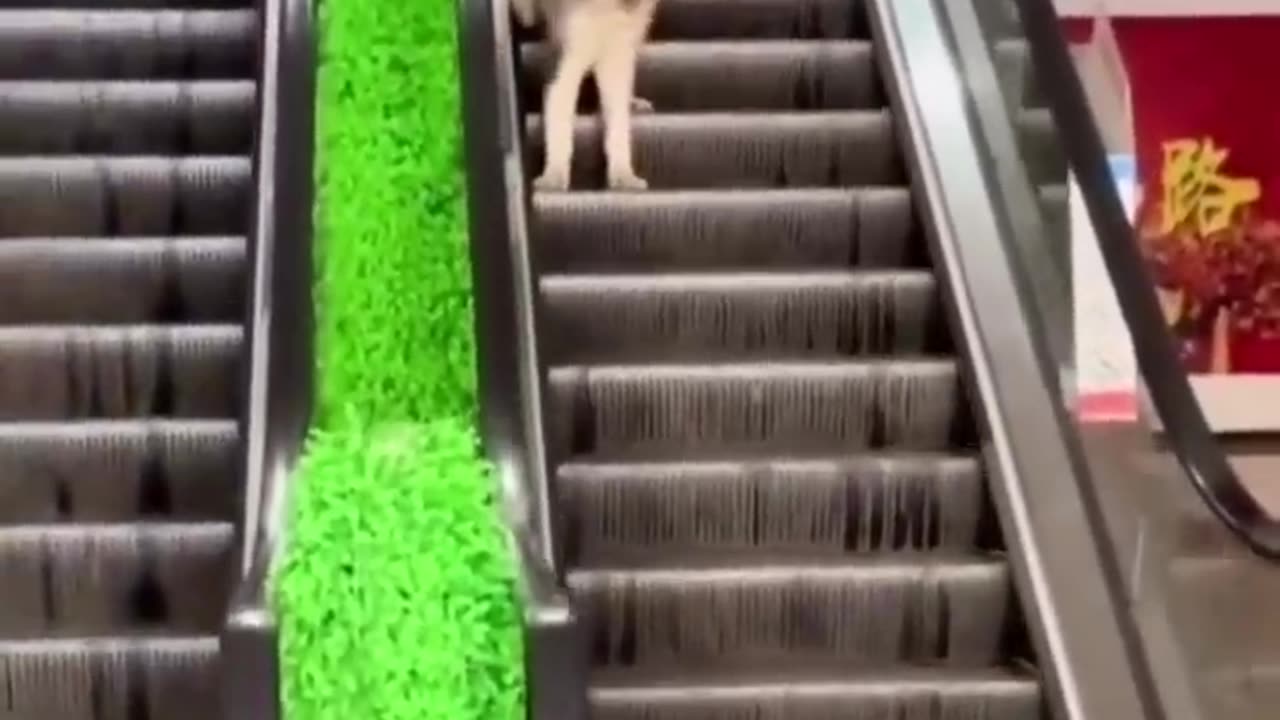 funny video