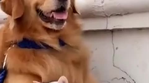 Animals Love ❤