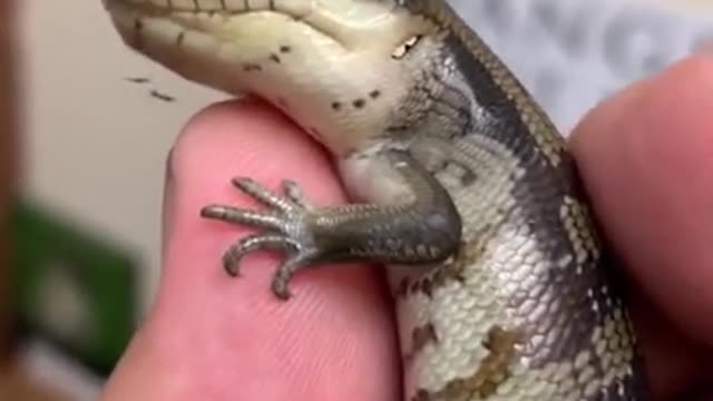 Look close tictok​ twins​ naturechallenge​ real​ crazy​ animal​ baby​ blue Tongue skink​ wow​