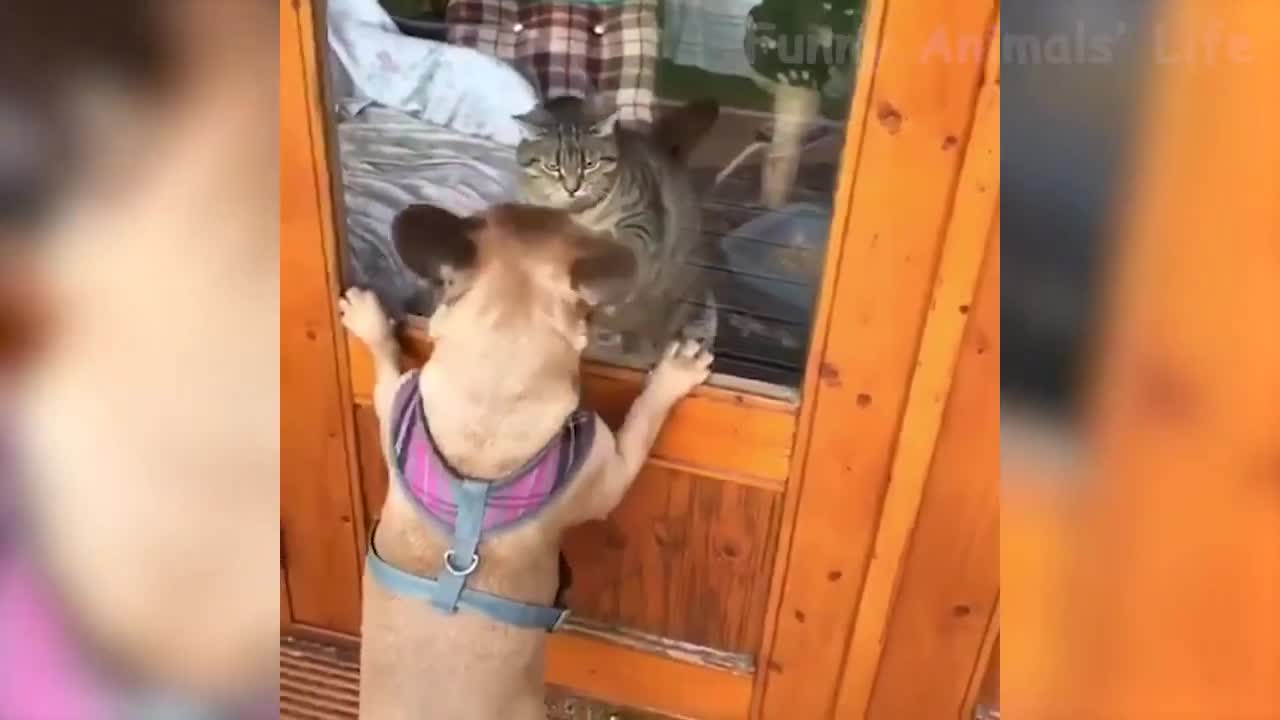 02.🤣 Funniest 🐶 Dogs and 😻 Cats - Awesome Funny Pet Animals Videos 😇