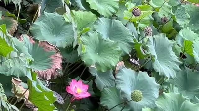 There are many lotus leaves in the pond