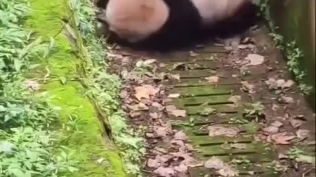 FUNNY ANIMAL #shorts #funny #fun #funnyvideo #tiktok #tiktokvideo