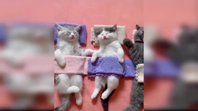 Cute Cats