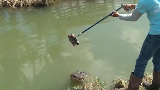 Alligator encounter