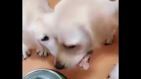 Dog sharing his piece of meat with a puppy