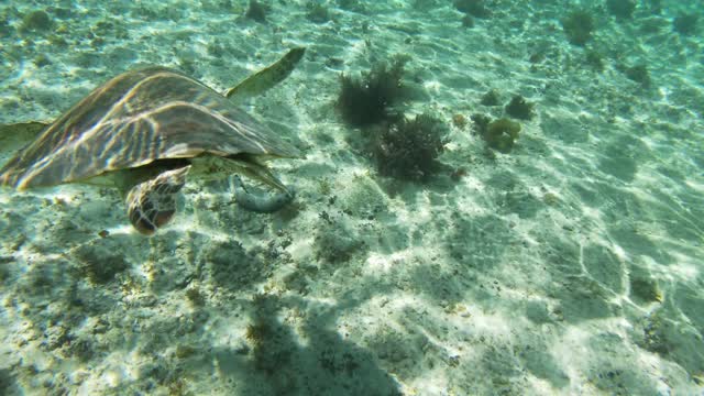 Aquatic turtle swimming