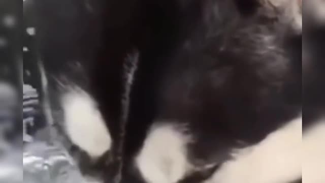 It's just your dog, but you are its life