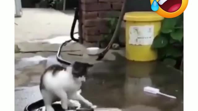 Funny Videos 2022 😂 - #141
