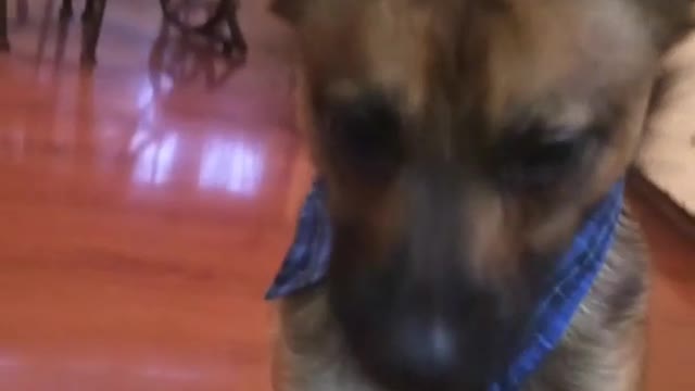 Dog eats tiny bit of salad and keeps chewing