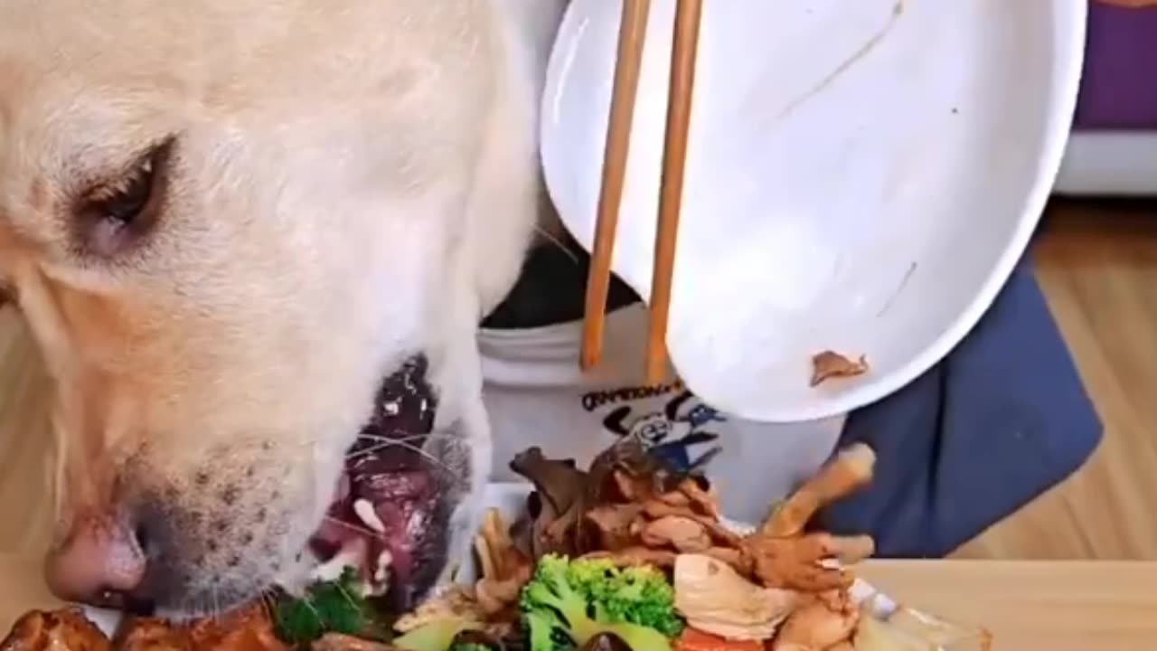 Labrador retriever eating food for health