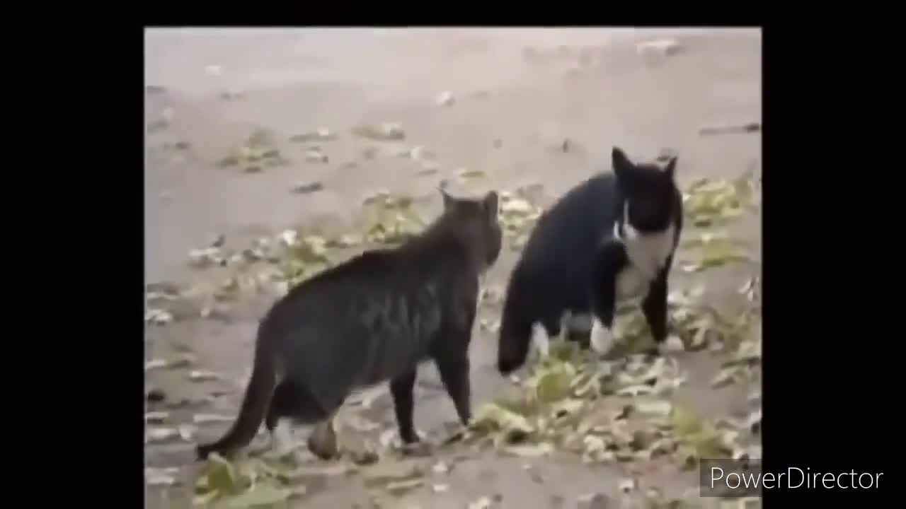 Funny Cat Fighting