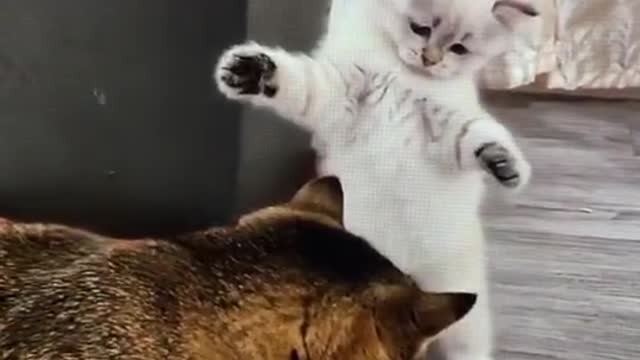 Funny cat videos part 2