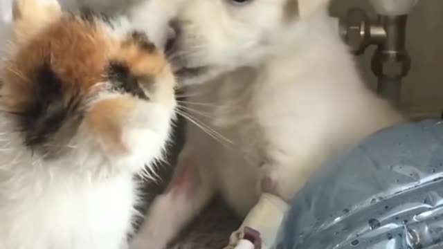 These Puppy And Kitten Growing Up Together | PAWS TUBE