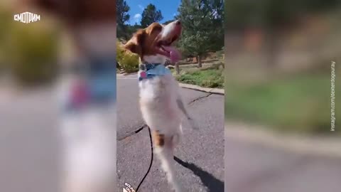 A dog hit by a truck has learned to walk on its hind legs