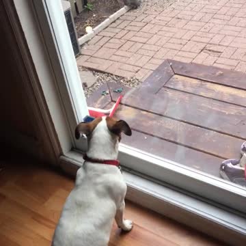Pebbles the Jack Russell trying to catch a Squirrel :)