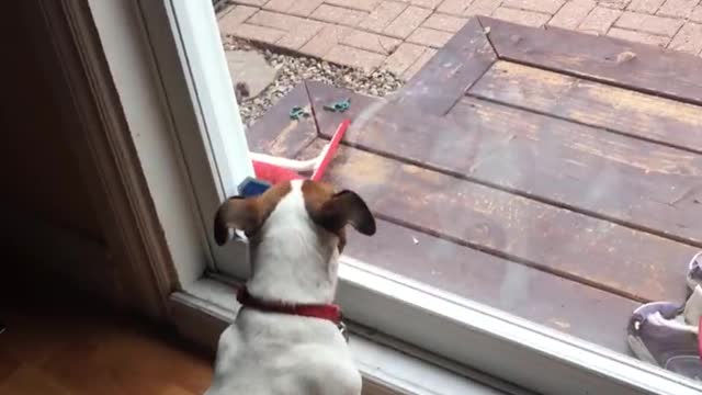 Pebbles the Jack Russell trying to catch a Squirrel :)