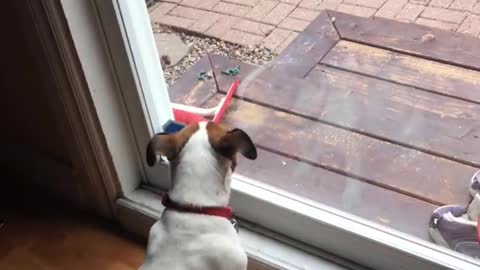 Pebbles the Jack Russell trying to catch a Squirrel :)