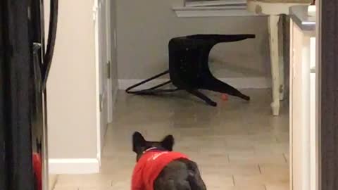 Ball Chasing Pooch Slides into Chair