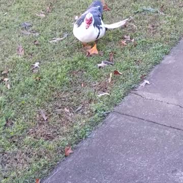 Muscovy Ducks after the Convention