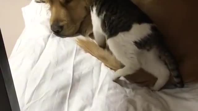 Cat your ass is on meππ#FashionEdit #cat #fyp #pets #dogs #dog #pet #foryou