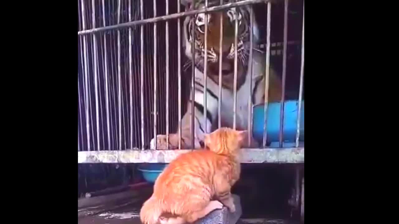 Cat 😺 vs 🐈 tiger funny