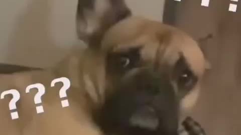 Look at Dog's Face Funny Comedy Videos