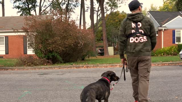 How to teach your dog to walk on a loose leash without pulling!