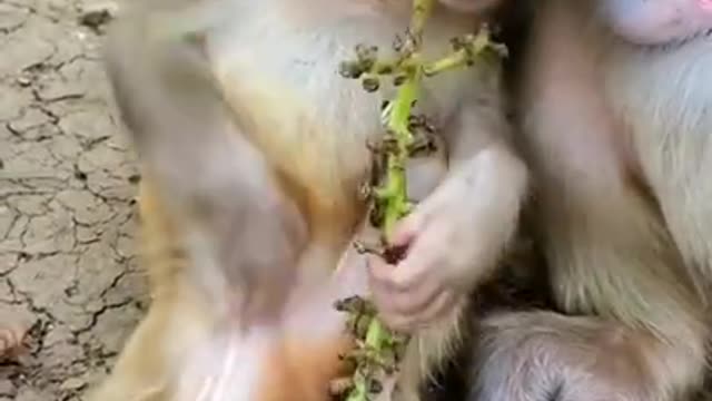 Try don't laugh 2021 Some monkey funny clips collection