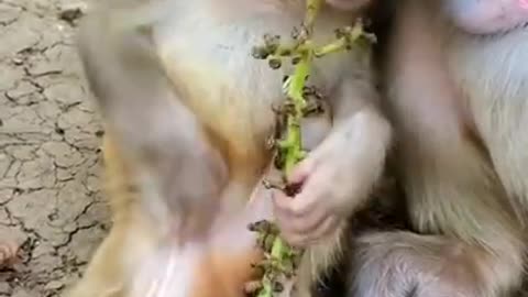 Try don't laugh 2021 Some monkey funny clips collection