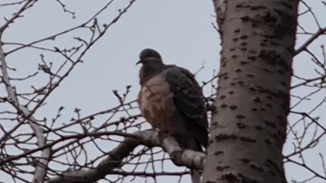 A bird in Seoul Korea