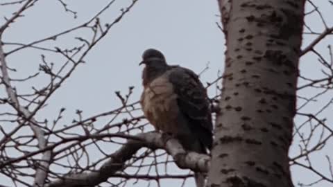 A bird in Seoul Korea