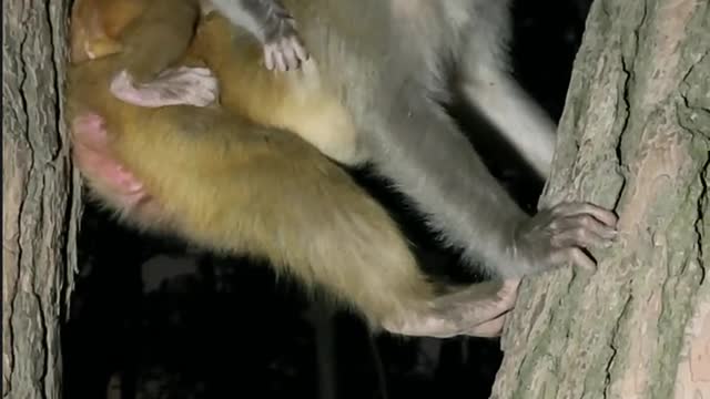 The monkey is exercising