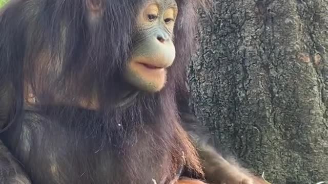 Orangutans with pigtails