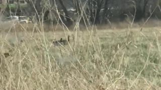 Geese in Utah