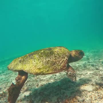 Tortoise In The Land Water #Tortoise_In_The_Land_Water#animals_Nuture #tortoise #Tortoise