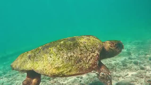 Tortoise In The Land Water #Tortoise_In_The_Land_Water#animals_Nuture #tortoise #Tortoise