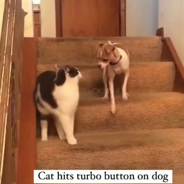 Turbo dog