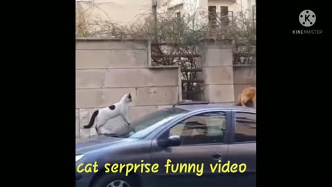 Cat serprise funny video