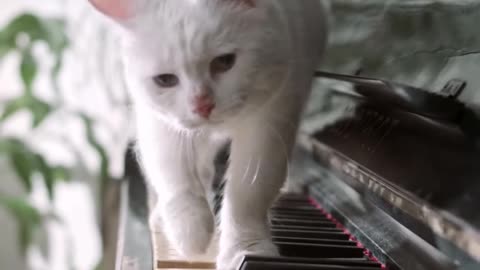 Piano play cat cute woogie boogie massages for meow