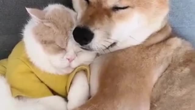 Cute Puppy and Kitten Sleepy with Each Others